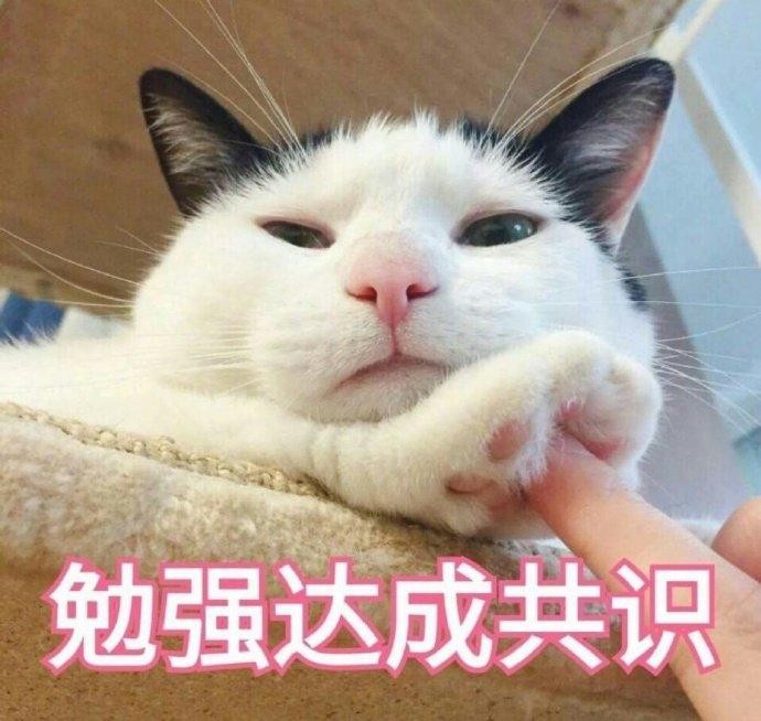 如何让猫咪更“粘人”？这5个方法简单又实用