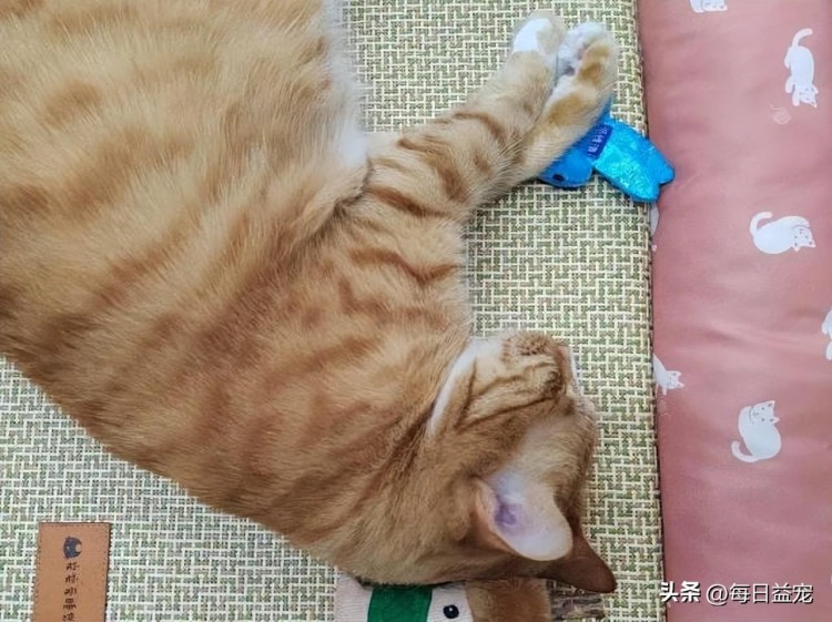 猫咪也爱大保健学会这些按摩手法让喵主子永远离不开你