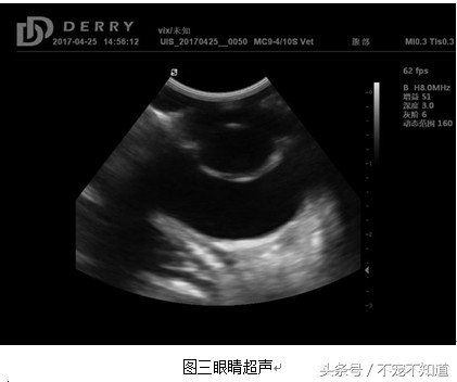 一例犬白内障手术的诊治报告