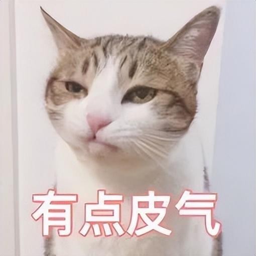 猫主人生气了会怎么样？怎样才能让它消气？