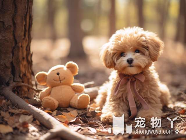 纯种蝴蝶犬幼犬怎么辨别？