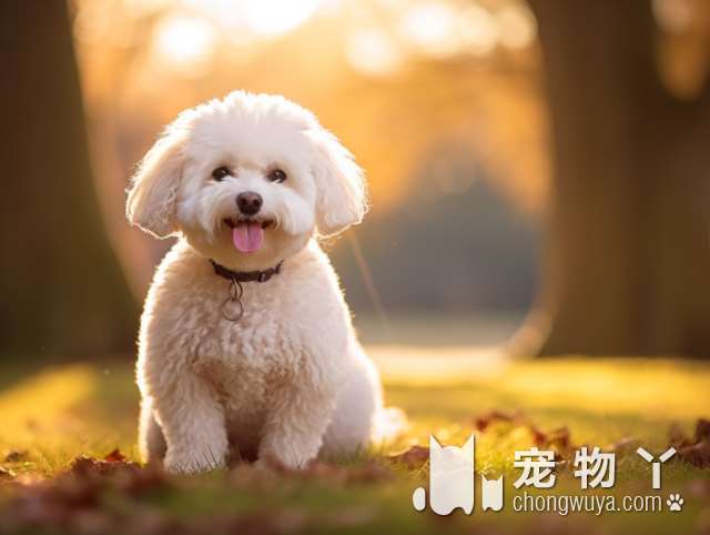 贵宾犬有几种颜色，什么颜色的贵宾犬最贵？