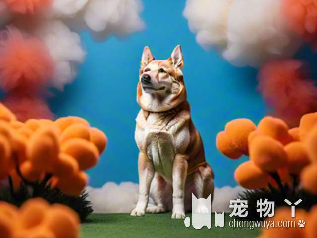 纯种犬舍专业健康保障，泰迪香槟色稀有吗?