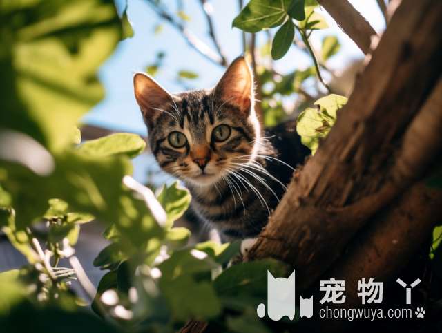 不脱毛的猫TOP10