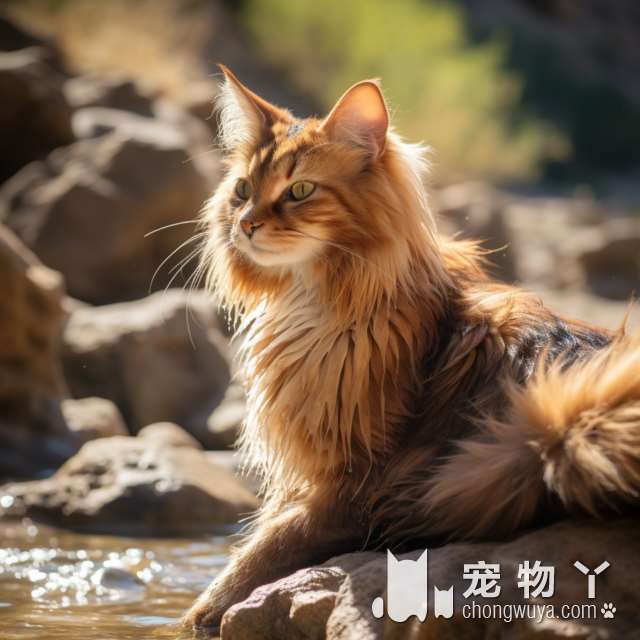 布偶猫和挪威森林猫的区别？